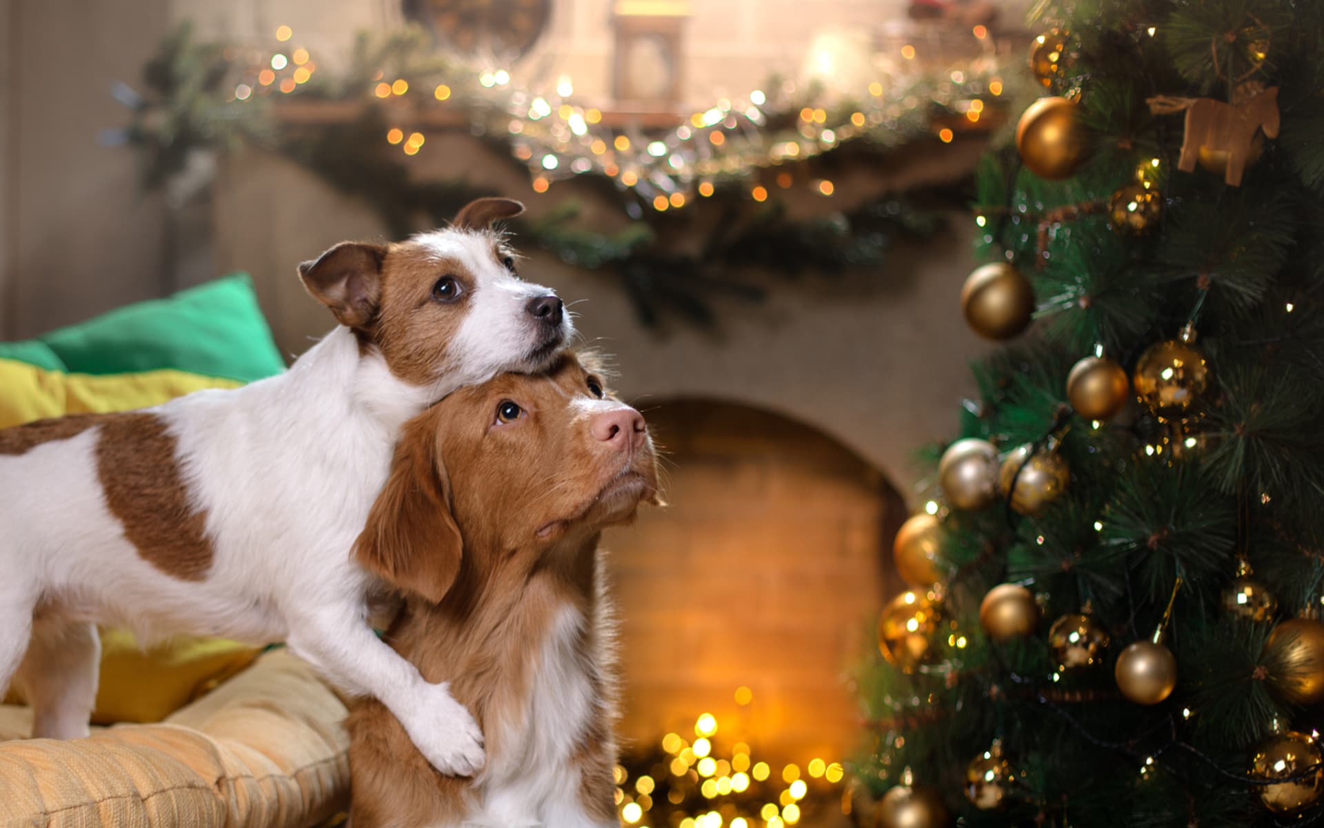 Les animaux dans la décoration de Noël : Les animaux dans la