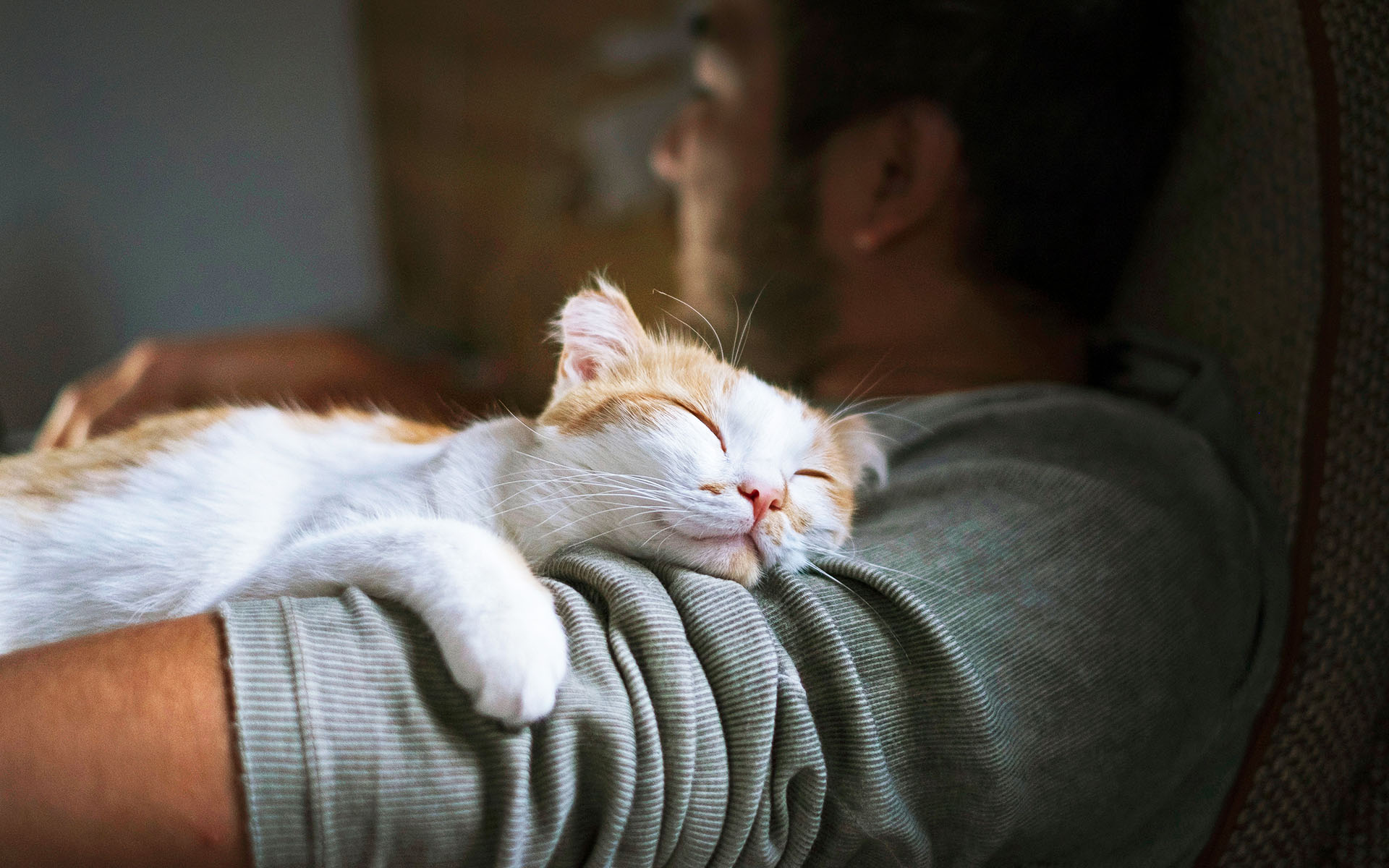 Un chat qui ronronne estil toujours heureux ? Mon animal en santé