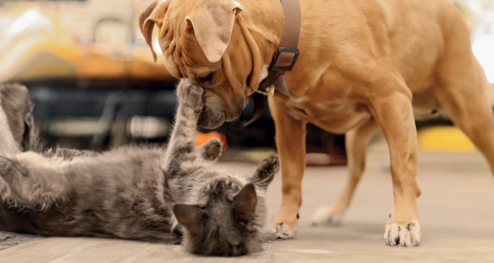 https://www.mypetshealth.ca/sites/camhp3/files/revslider/image/Background%20MHP%20Low%20res%20V3.png