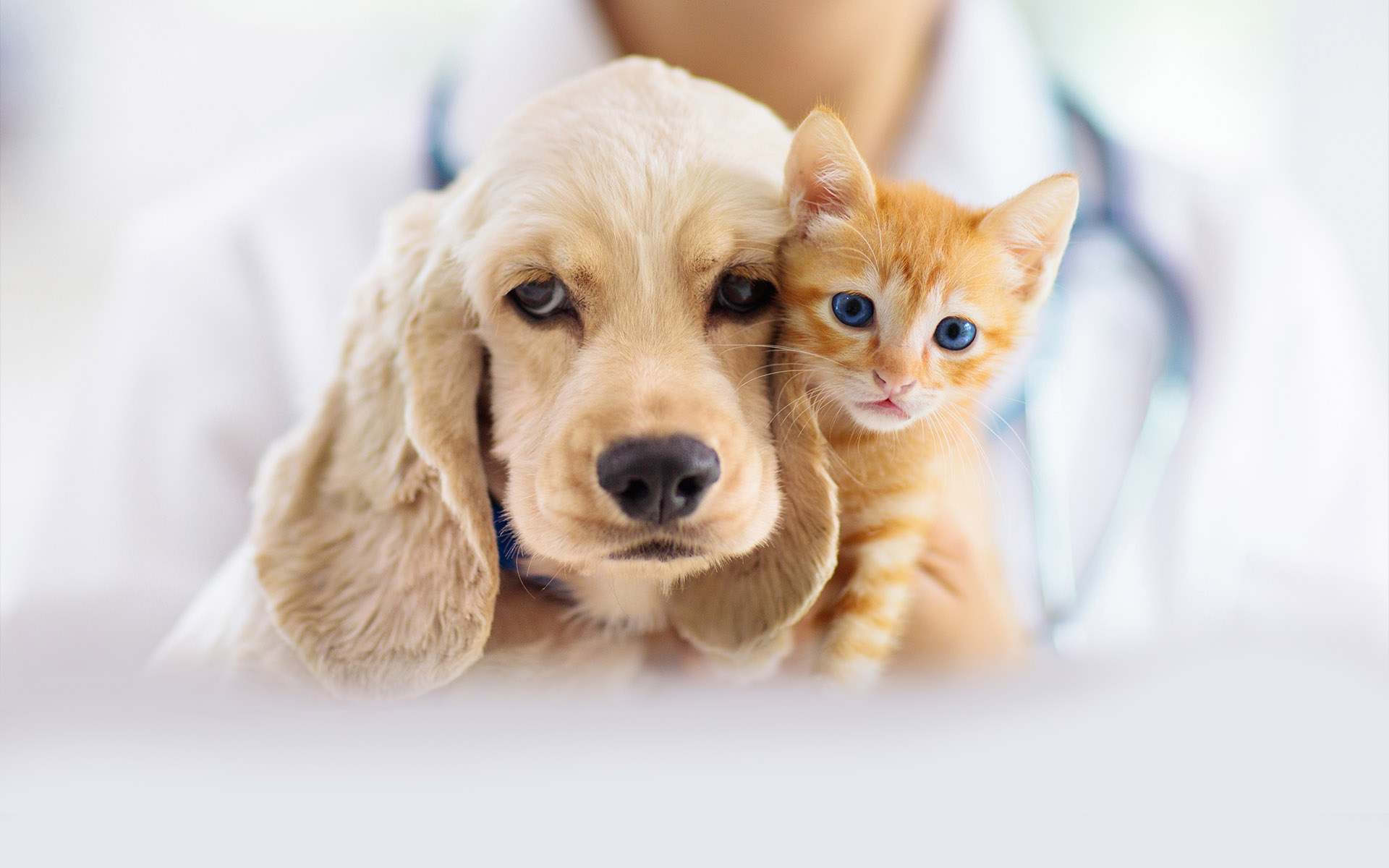 https://www.mypetshealth.ca/sites/camhp3/files/revslider/image/vet_2.1.jpg