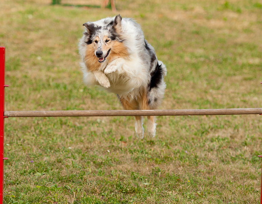 How to build your own dog obstacle course