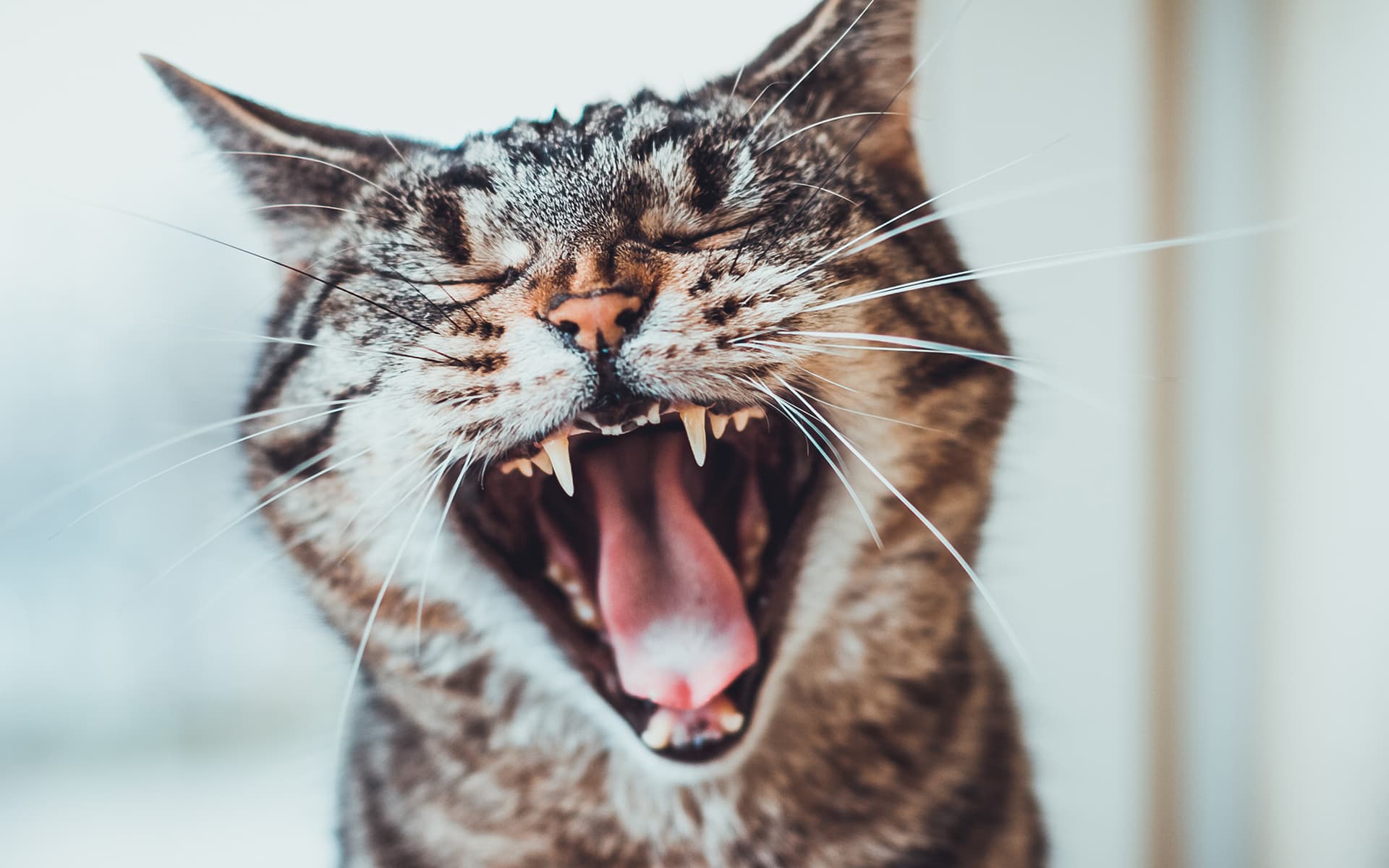 Comment prendre soin des dents de mon chat? Mon animal en santé