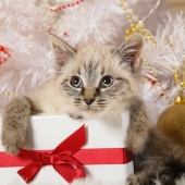 Gift ideas for cat