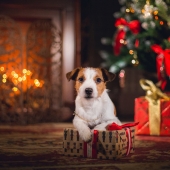 Christmas presents for dogs