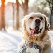 Dog and snow