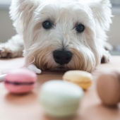 Why it is important not to give dogs chocolate