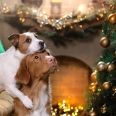 Pet-Friendly Christmas Decorations