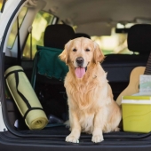 travelling with your pet