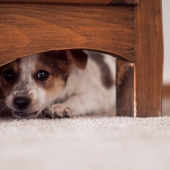 My pet is afraid of thunderstorms