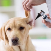 Your Veterinarian: A front-line Resource for your Pet 