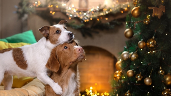 Pet-Friendly Christmas Decorations