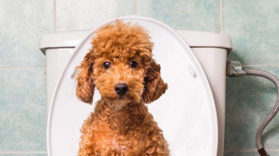 Does my dog have a urinary tract infection?