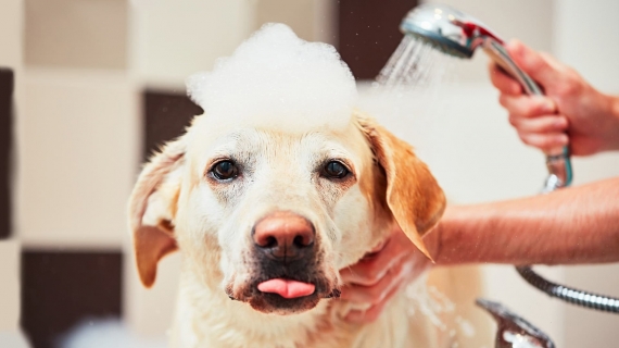  bathe your pet