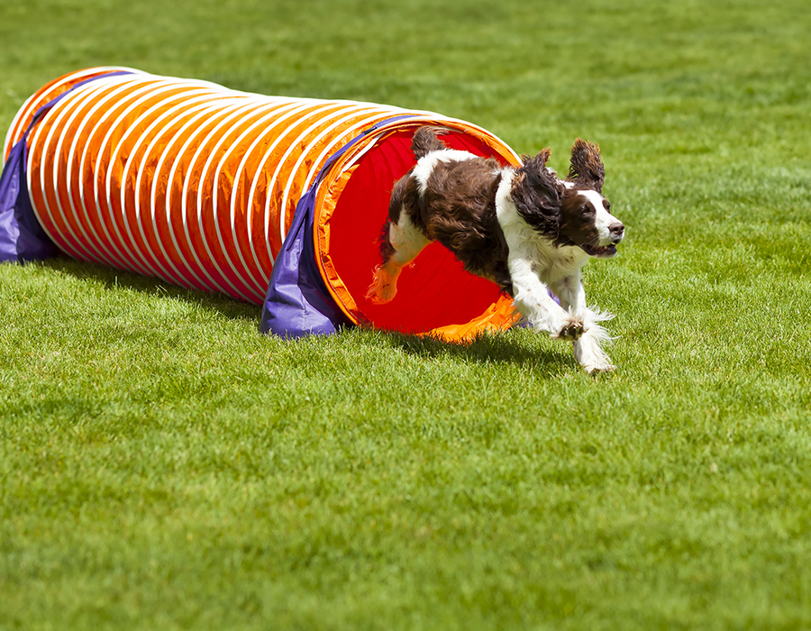 How to make a dog agility course