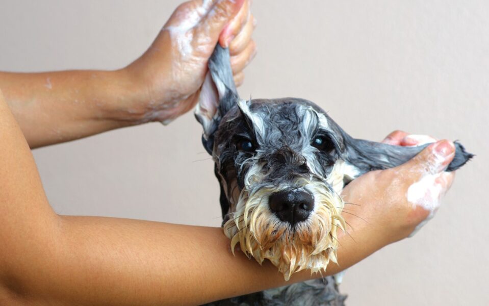 01-22_to_groom_or_not_to_groom_0
