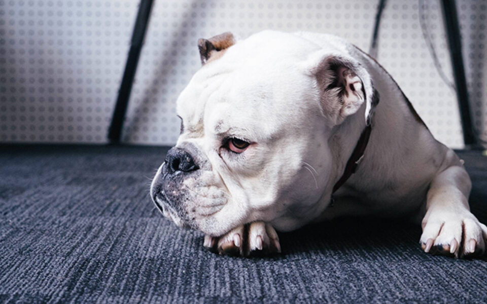 4_tips_for_getting_the_most_out_of_your_vet_visit_0