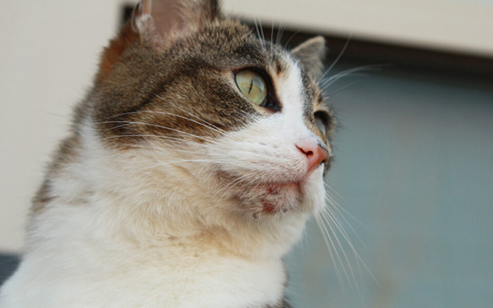 5_questions_about_feline_acne_0