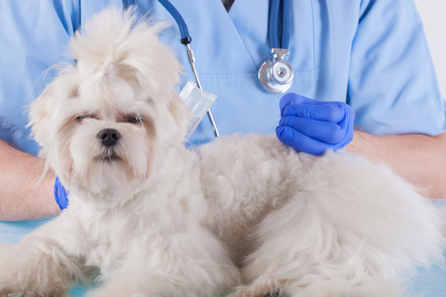 Vet doing acupuncture treatment on dog's head