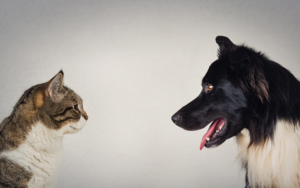5_questions_about_pet_diabetes_0