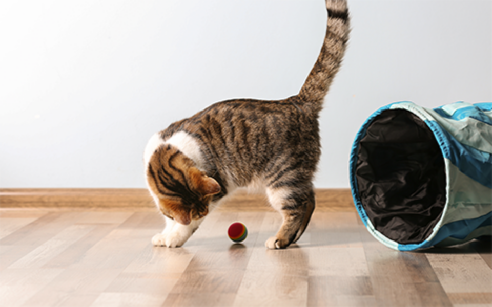 5_reasons_you_should_play_with_your_cat_0