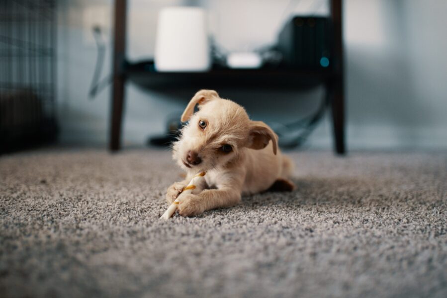 5_small_dog_breeds_paw-rfect_for_apartment_living
