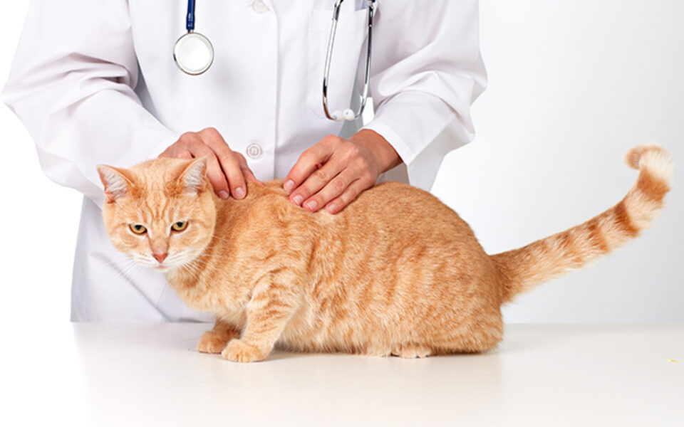 5_things_to_know_about_parasite_prevention_1
