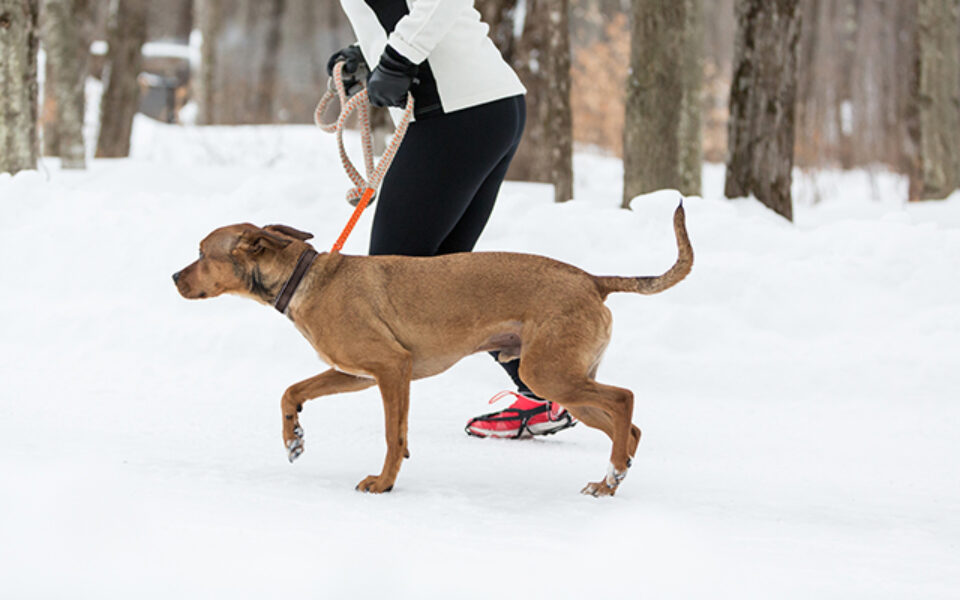 5_tips_to_love_walking_your_dog_in_winter_0