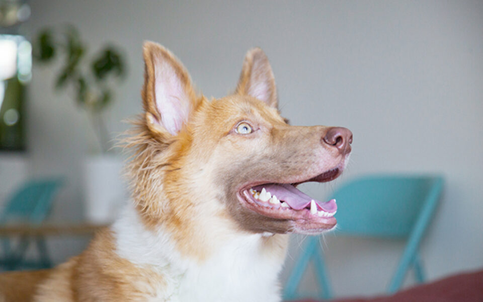 6_signs_your_dog_may_have_gum_disease_0