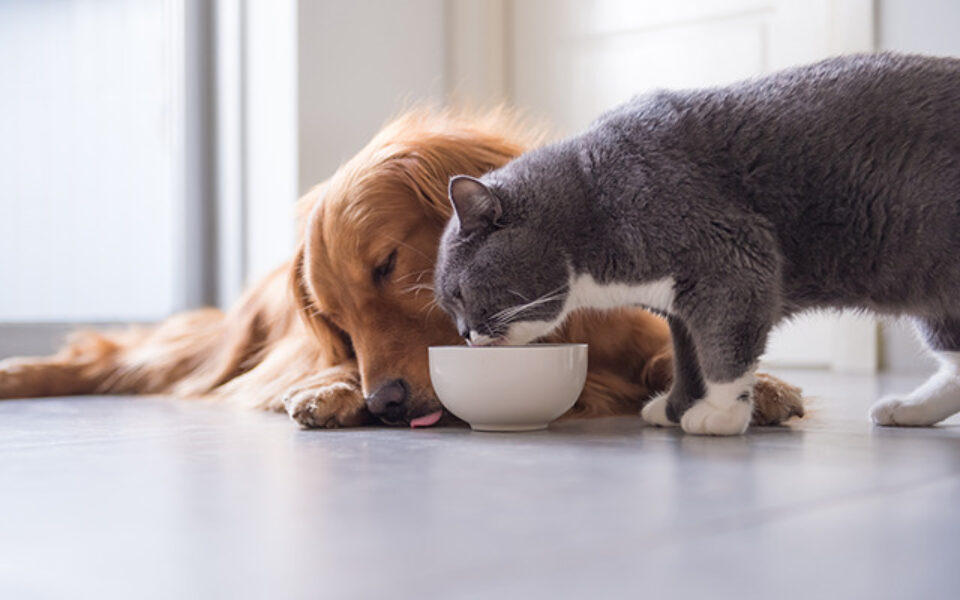 7_common_household_substances_that_are_toxic_to_pets_0