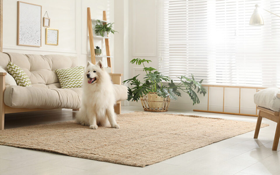 7_tips_to_relieve_joint_pain_in_your_pet