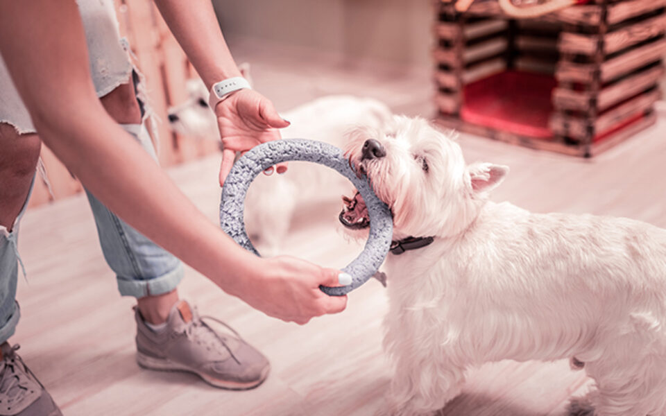 8_indoor_backyard_games_for_pets