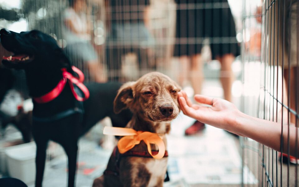 adopter_un_animal_0