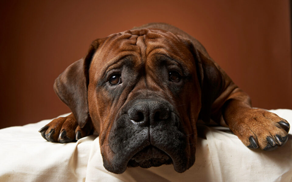 aging_isnt_a_disease_a_concise_practical_guide_to_pet_aging_0