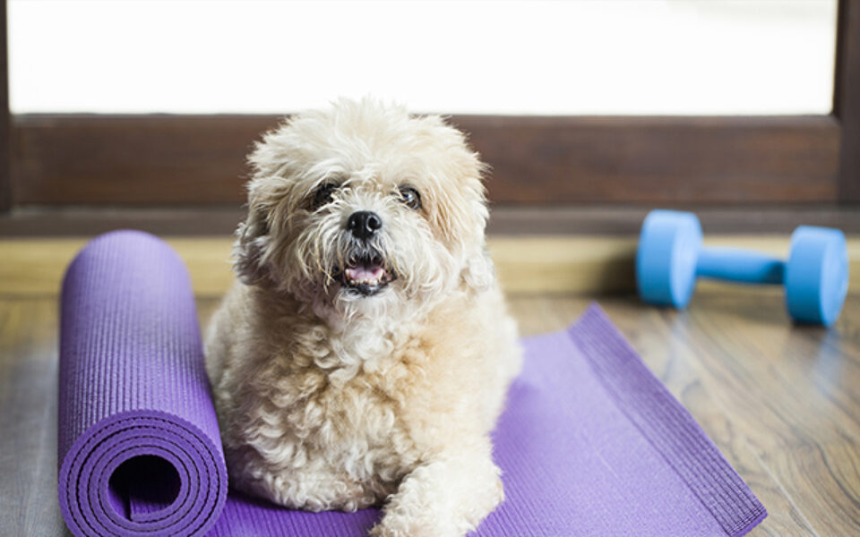 animal_physiotherapy_an_alternative_approach_for_your_aging_pet_0