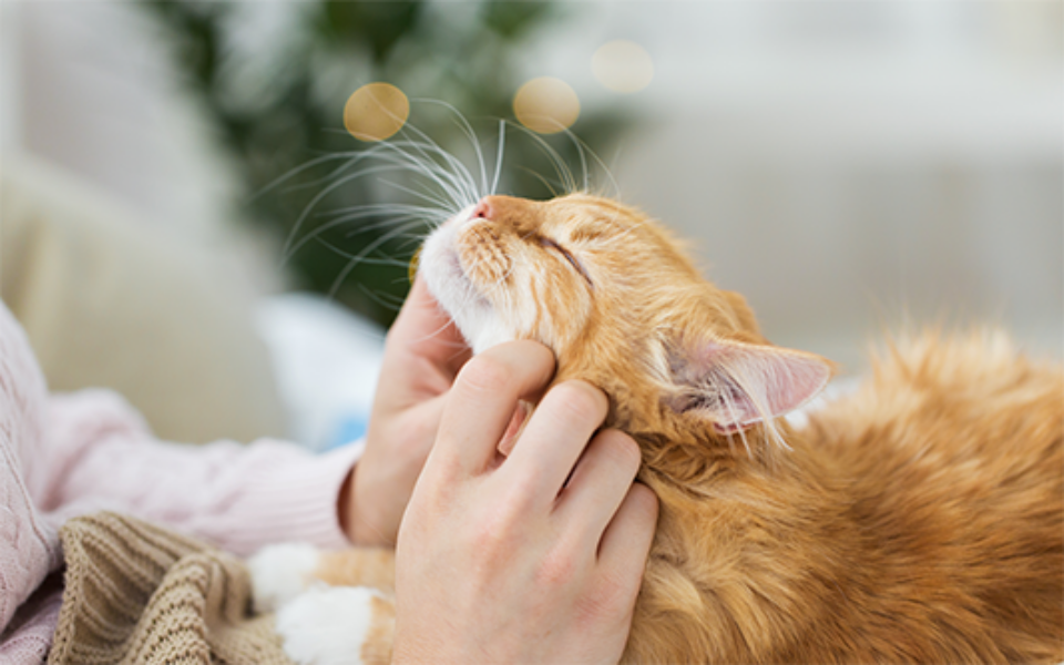 are_pets_ticklish_low