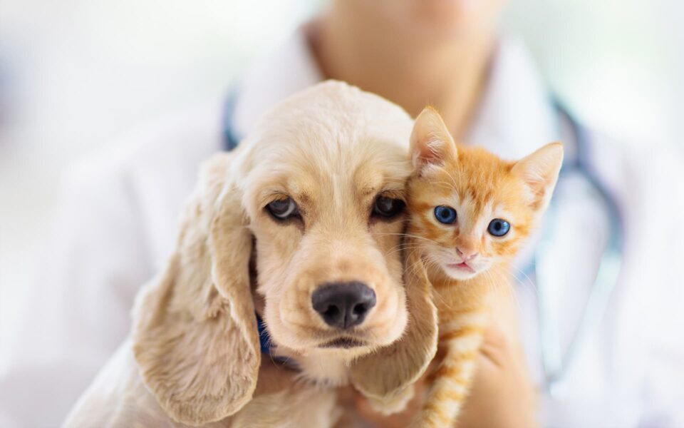 assurances_animaux_0