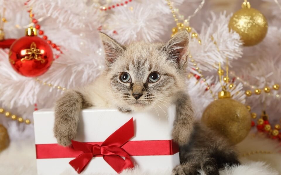 cadeaux_pour_chat_0