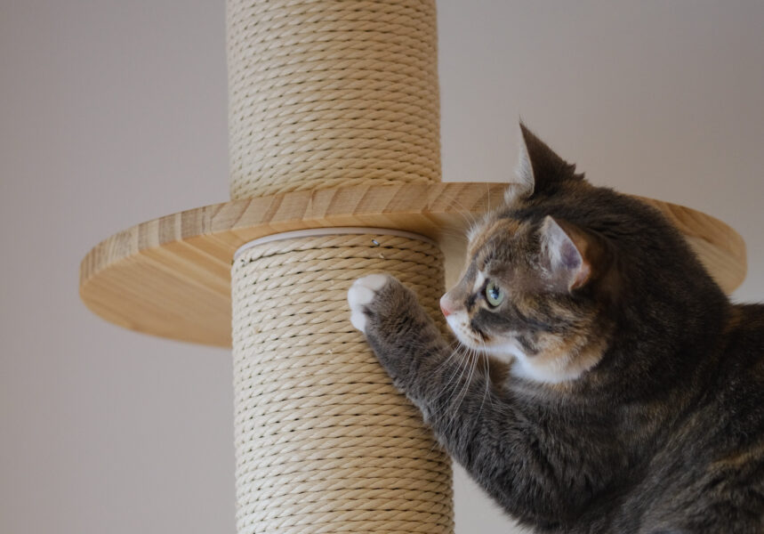 cat_anxiety_v2