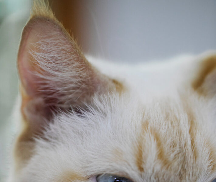cat_ear_infection