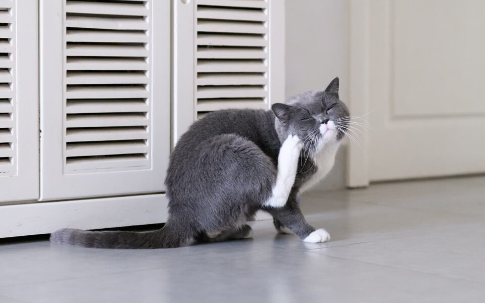cat_fleas_0