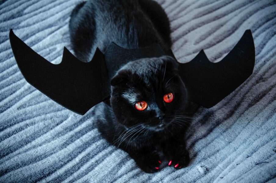 cat_halloween_2