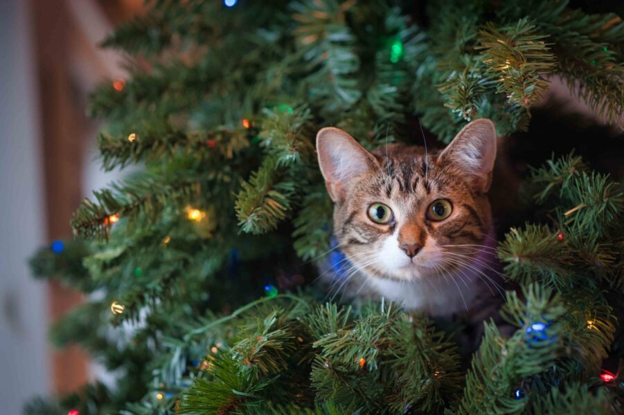 cat_holidays_stress_2_0