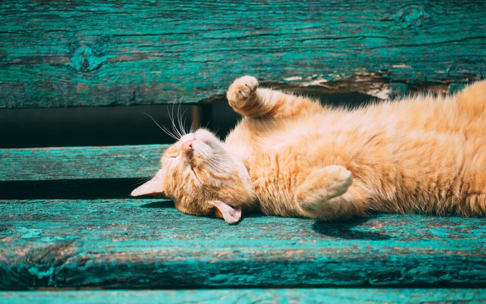cat_overheating_0