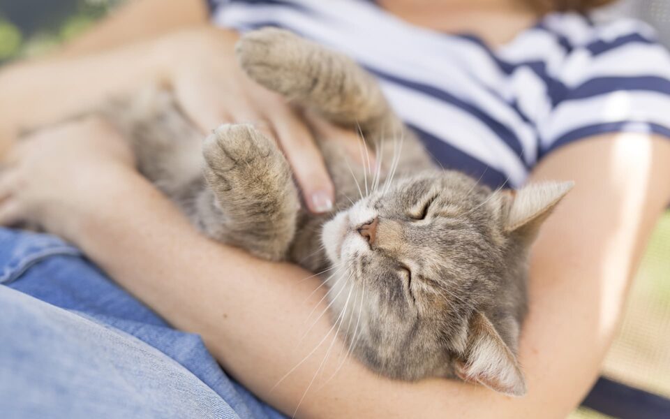 cat_snuggle_0