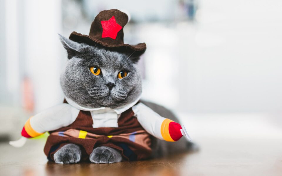 chat_deguisement_halloween_0