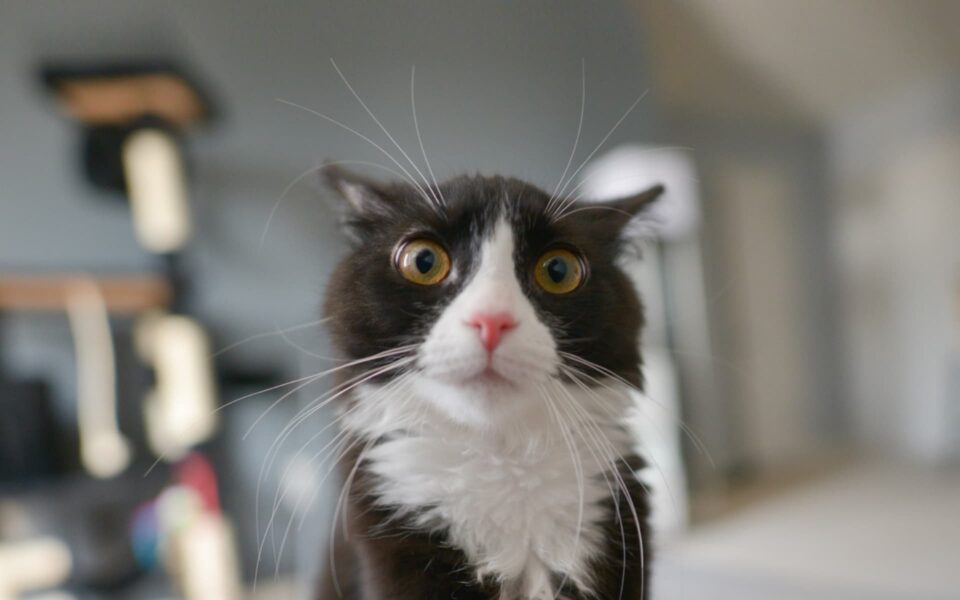 chat_depart_en_vacances_0