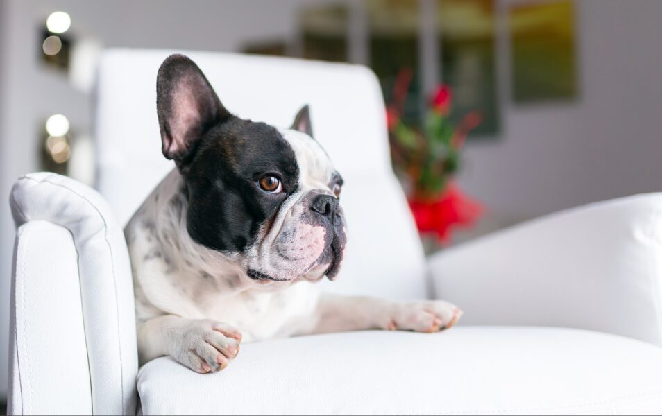 chien_appartement_0