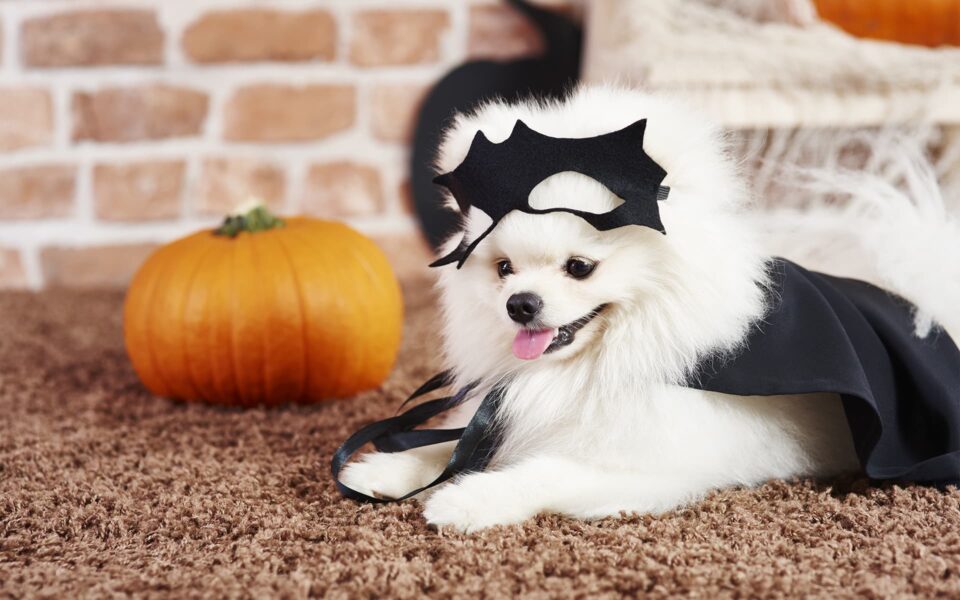 chien_deguisement_halloween_0