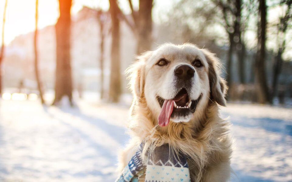 chien_et_neige_0