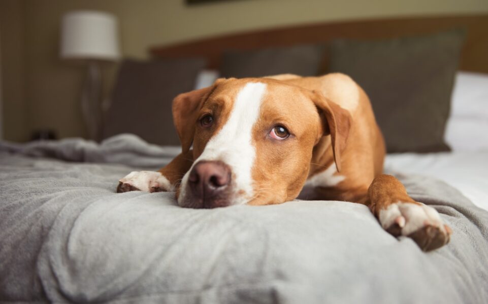 chien_et_vomissements_0